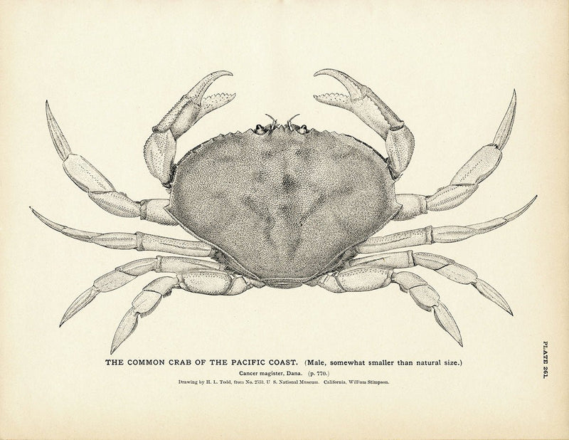 Common Crab of the Pacific Coast Art Print - Muir Way - Fisheries