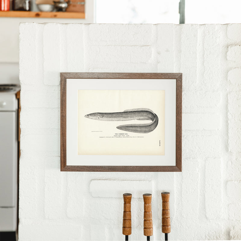 Common Eel Art Print - Muir Way - Fisheries