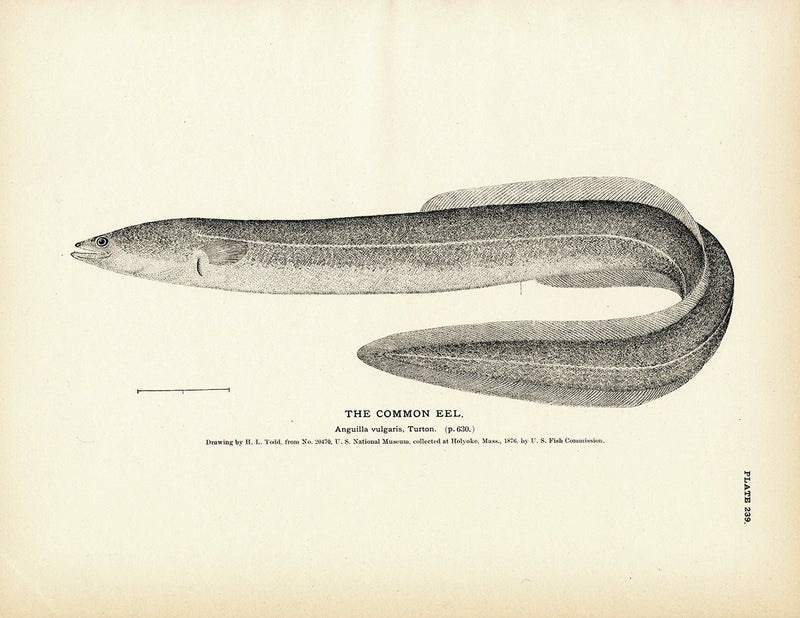 Common Eel Art Print - Muir Way - Fisheries
