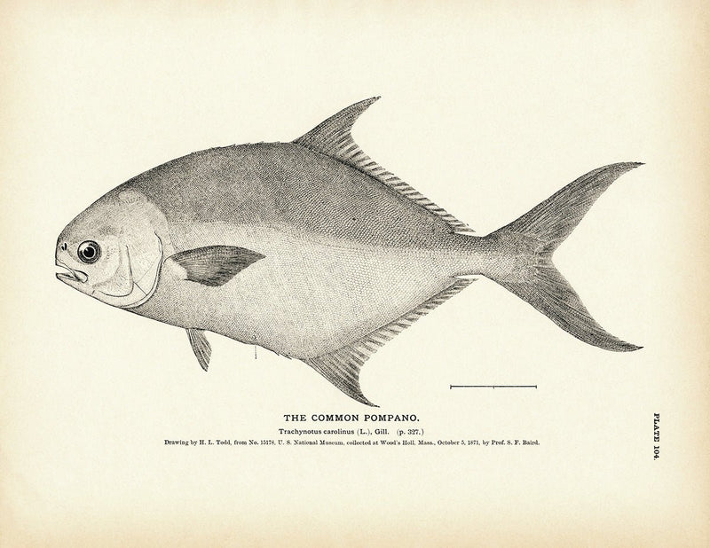 Common Pompano Art Print - Muir Way - Fisheries