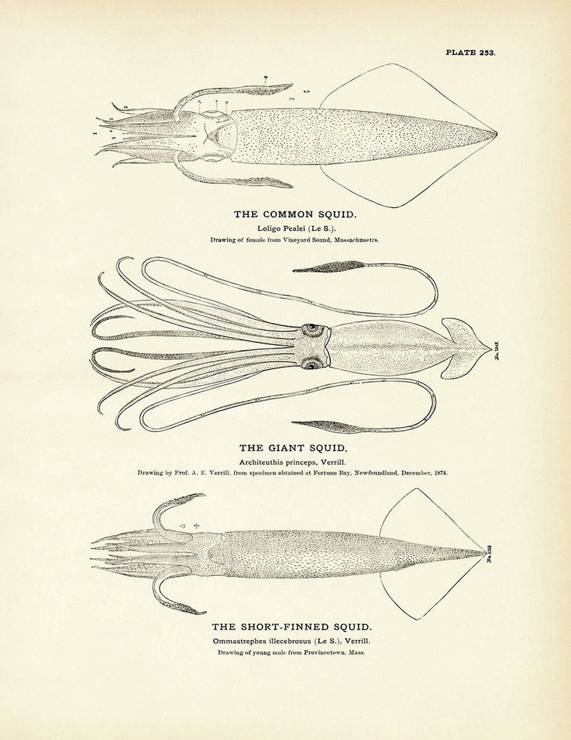 Common Squid, Giant Squid, and Short - Finned Squid Art Print - Muir Way - Fisheries