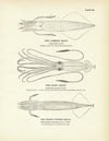 Common Squid, Giant Squid, and Short-Finned Squid Art Print