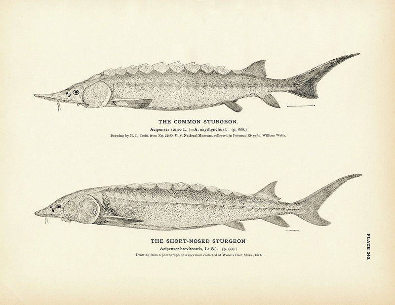 Common Sturgeon and Short - Nosed Sturgeon Art Print - Muir Way - Fisheries