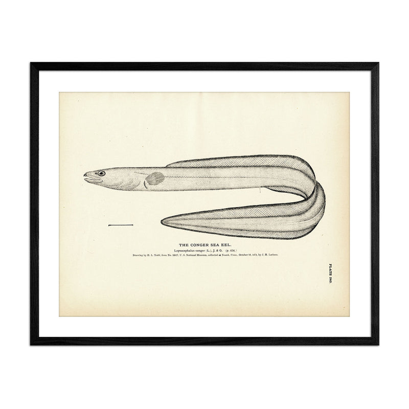 Conger Sea Eel Art Print - Muir Way - Fisheries