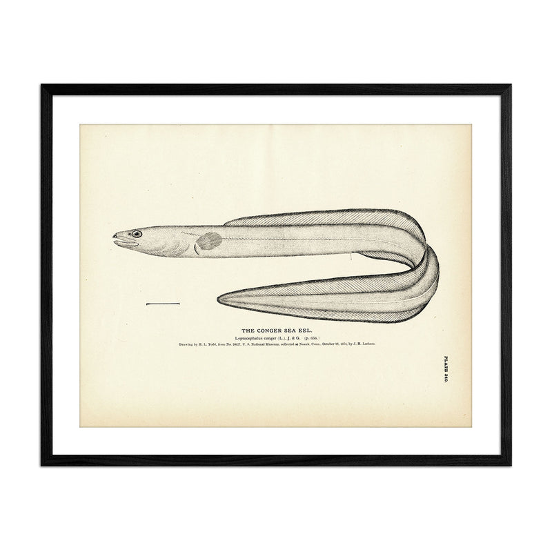 Vintage Conger Sea Eel fish print