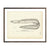 Vintage Conger Sea Eel fish print