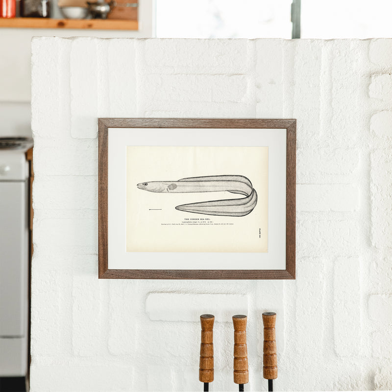 Conger Sea Eel Art Print - Muir Way - Fisheries