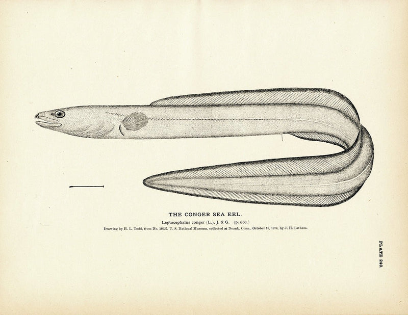 Conger Sea Eel Art Print - Muir Way - Fisheries