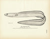 Conger Sea Eel Art Print