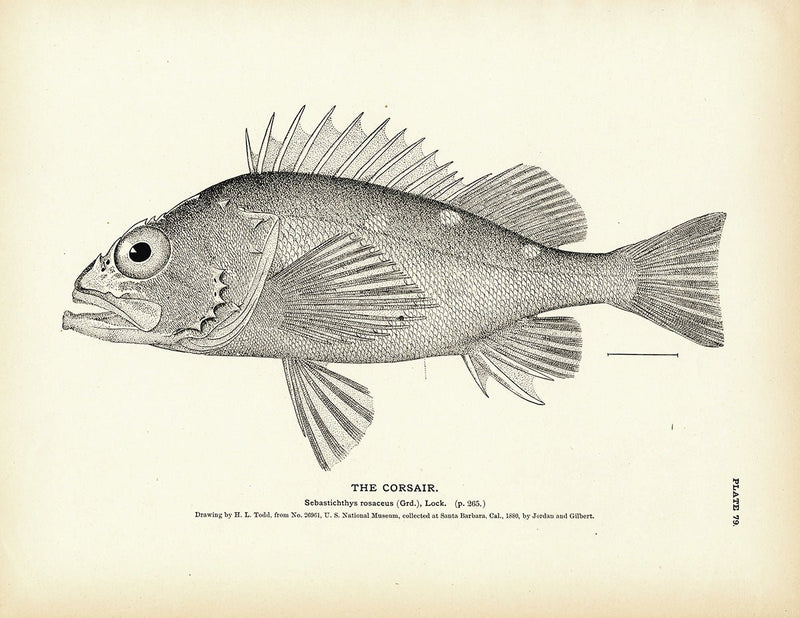 Corsair Art Print - Muir Way - Fisheries