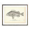 Vintage Corsair fish print
