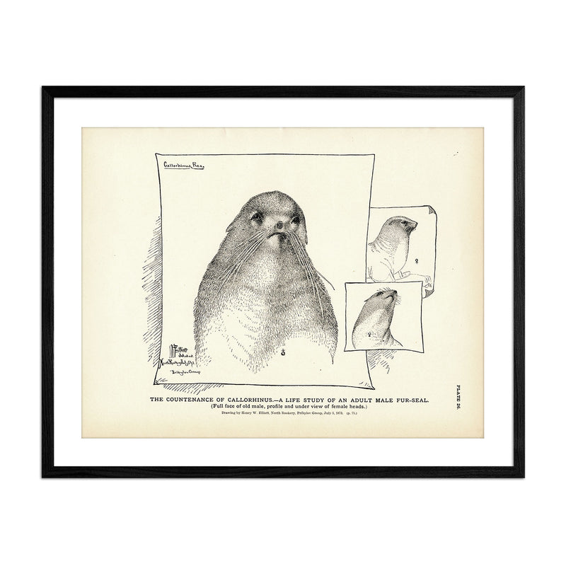 Countenance of Callorhinus (Fur - Seal) Art Print - Muir Way - Fisheries