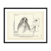 Countenance of Callorhinus (Fur-Seal) Art Print
