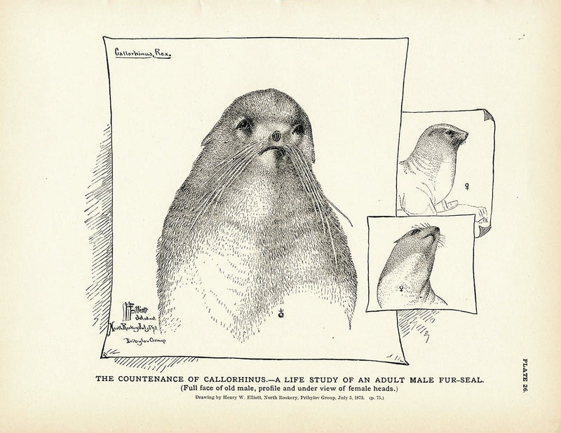 Countenance of Callorhinus (Fur - Seal) Art Print - Muir Way - Fisheries
