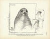Countenance of Callorhinus (Fur-Seal) Art Print