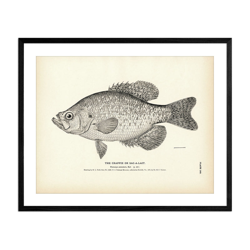 Crappie (Sac - a - lait) Art Print - Muir Way - Fisheries