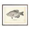 Vintage Crappie fish print