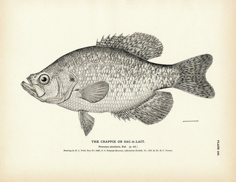 Crappie (Sac - a - lait) Art Print - Muir Way - Fisheries