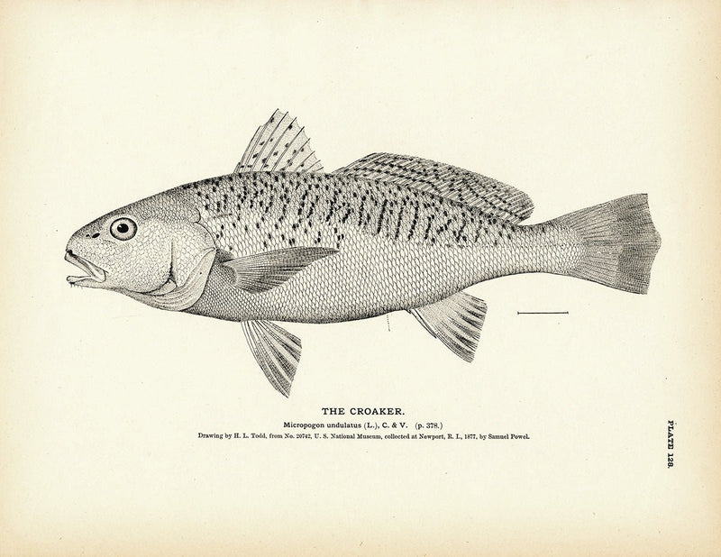 Croaker Art Print - Muir Way - Fisheries