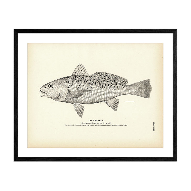 Croaker Art Print - Muir Way - Fisheries