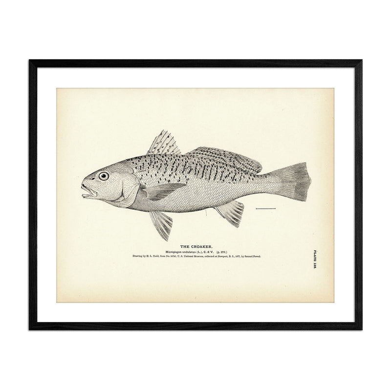 Vintage Croaker fish print