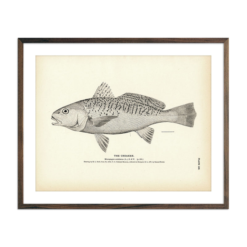 Croaker Art Print - Muir Way - Fisheries