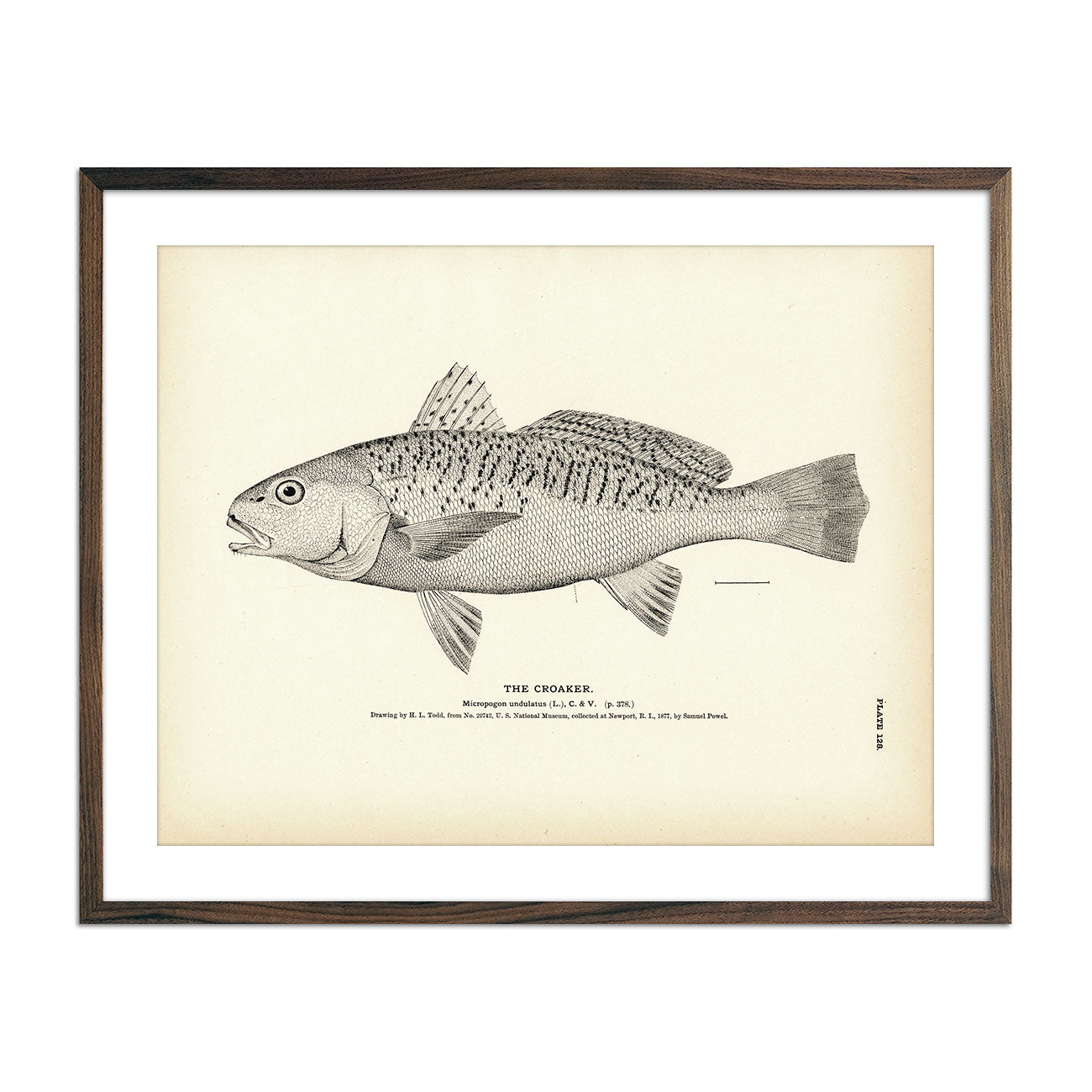 Vintage Croaker fish print