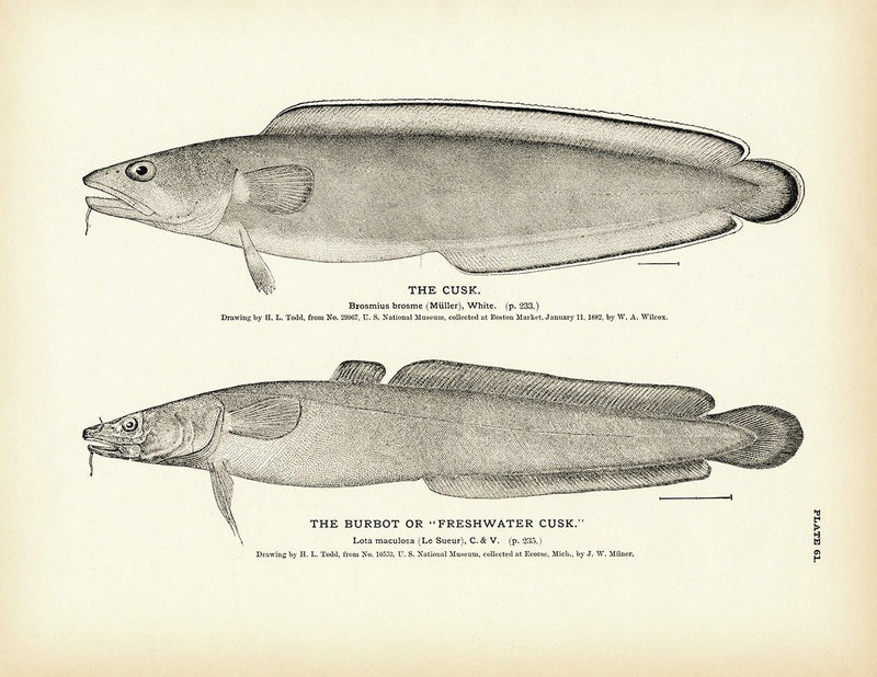 Cusk and Burbot (Freshwater Cusk) Art Print - Muir Way - Fisheries