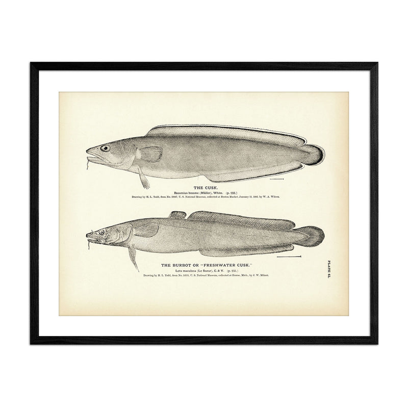 Cusk and Burbot (Freshwater Cusk) Art Print - Muir Way - Fisheries