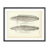 Cusk and Burbot (Freshwater Cusk) Art Print
