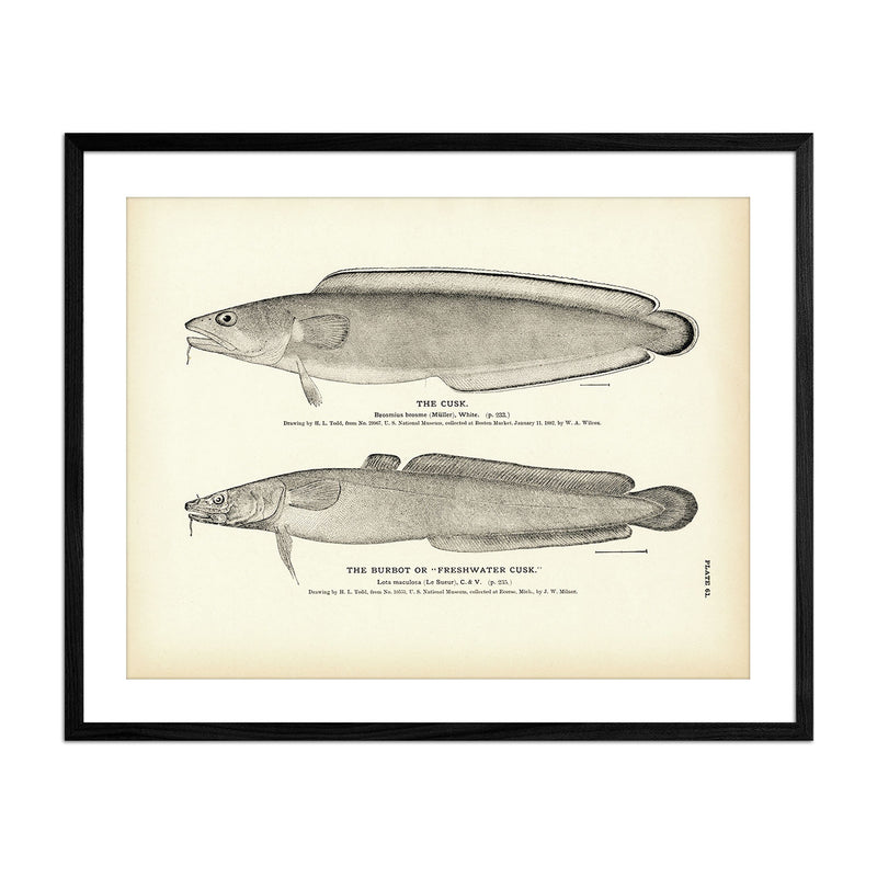 Vintage Cusk and Burbot fish print