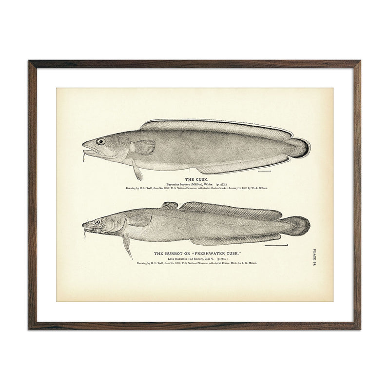 Cusk and Burbot (Freshwater Cusk) Art Print - Muir Way - Fisheries