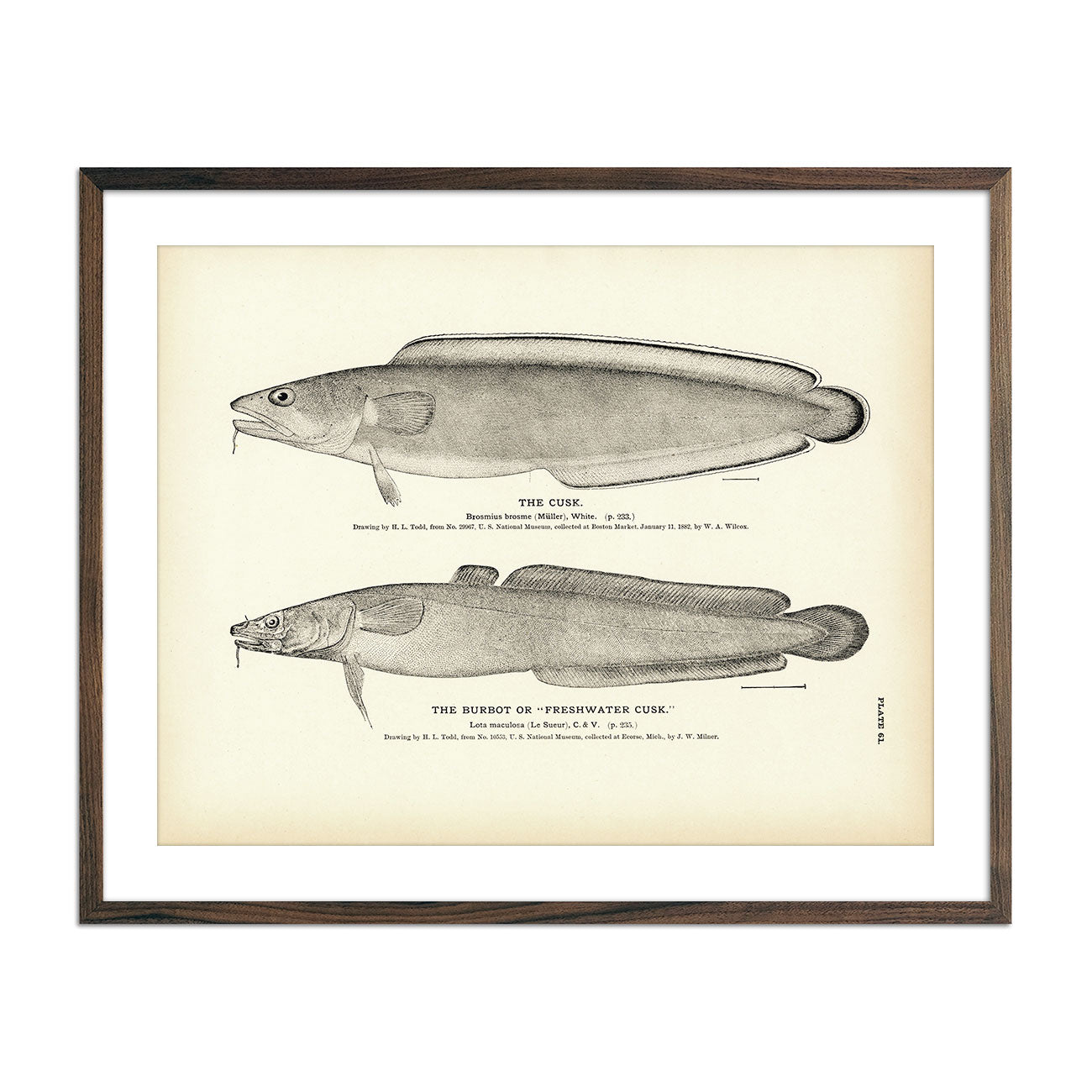 Vintage Cusk and Burbot fish print