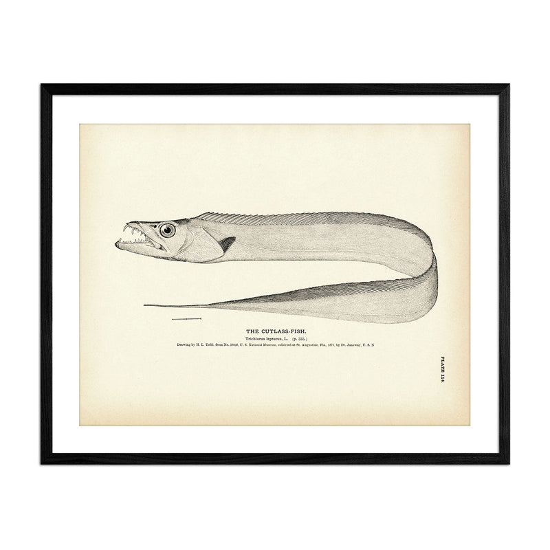 Cutlass - Fish Art Print - Muir Way - Fisheries
