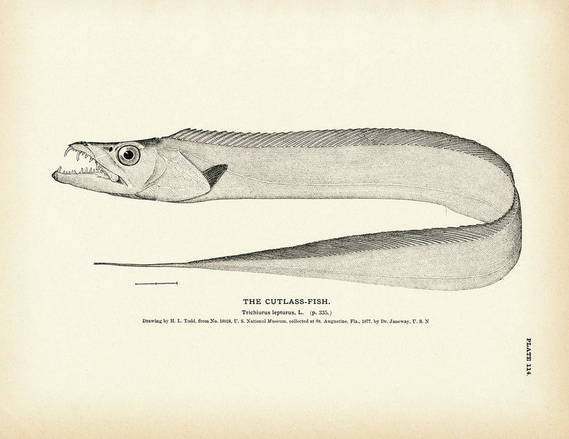 Cutlass - Fish Art Print - Muir Way - Fisheries