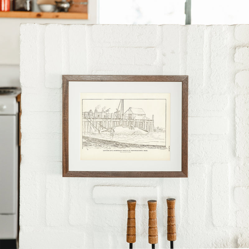 Cutting Humpback Whale Art Print - Muir Way - Fisheries