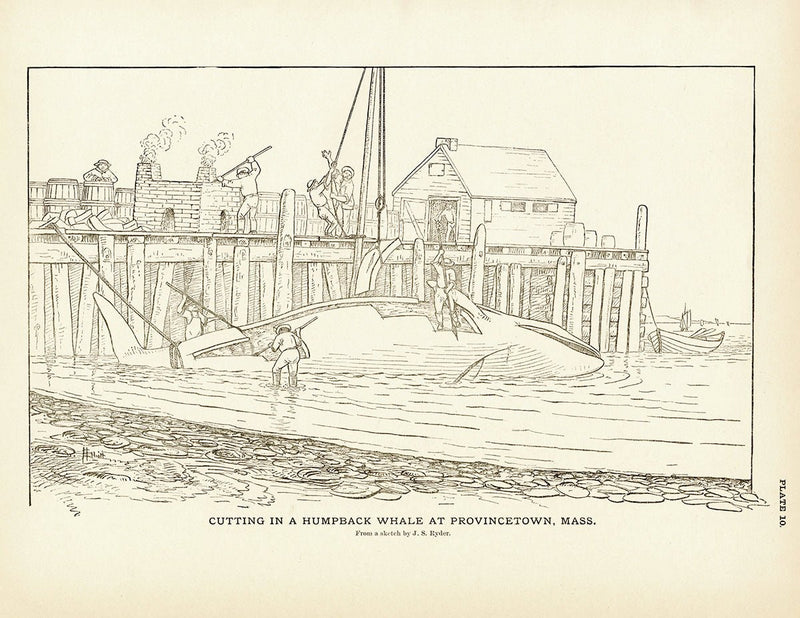 Cutting Humpback Whale Art Print - Muir Way - Fisheries
