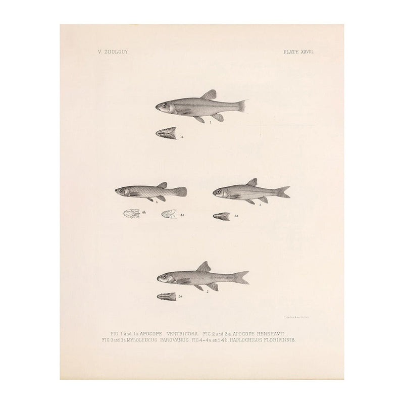 Dace, Roach, and Topminnow Art Print - Muir Way - Animals