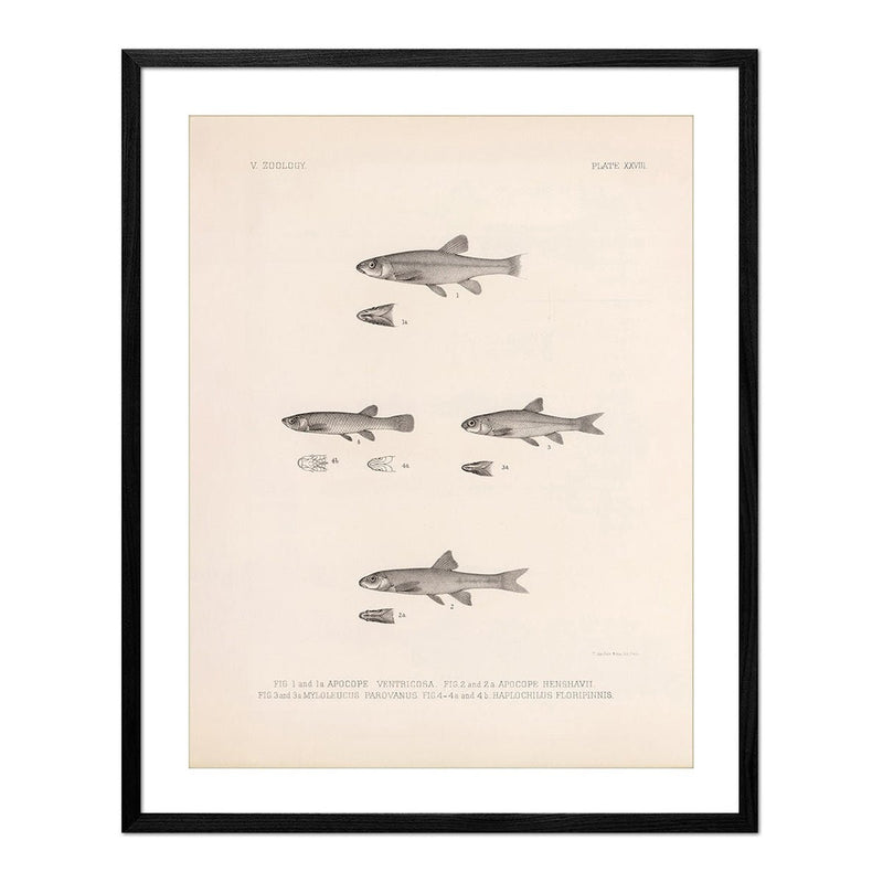 Dace, Roach, and Topminnow Art Print - Muir Way - Animals