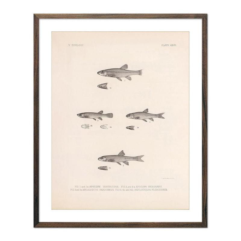 Dace, Roach, and Topminnow Art Print - Muir Way - Animals