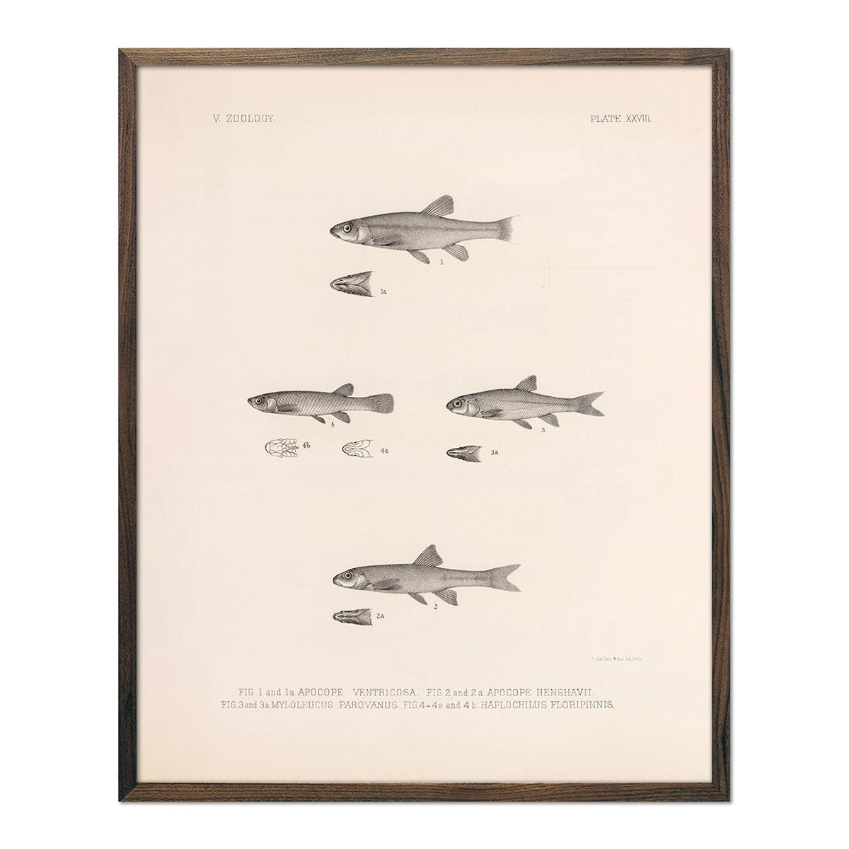 Dace, Roach, and Topminnow Art Print
