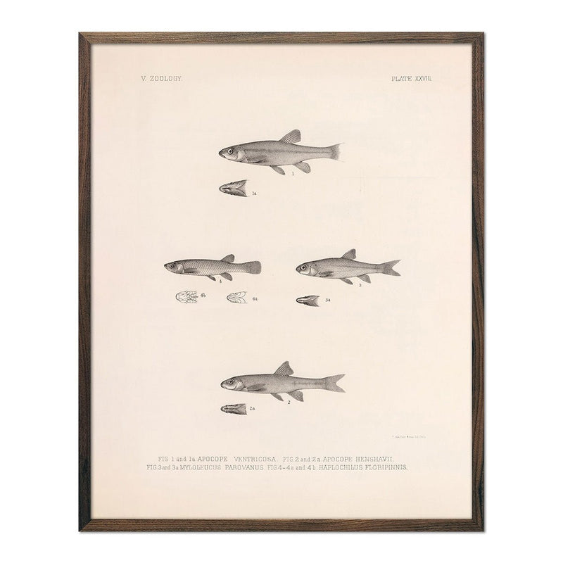 Dace, Roach, and Topminnow Art Print - Muir Way - Animals