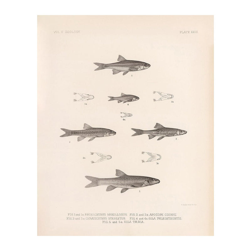 Daces and Chubs Art Print - Muir Way - Animals