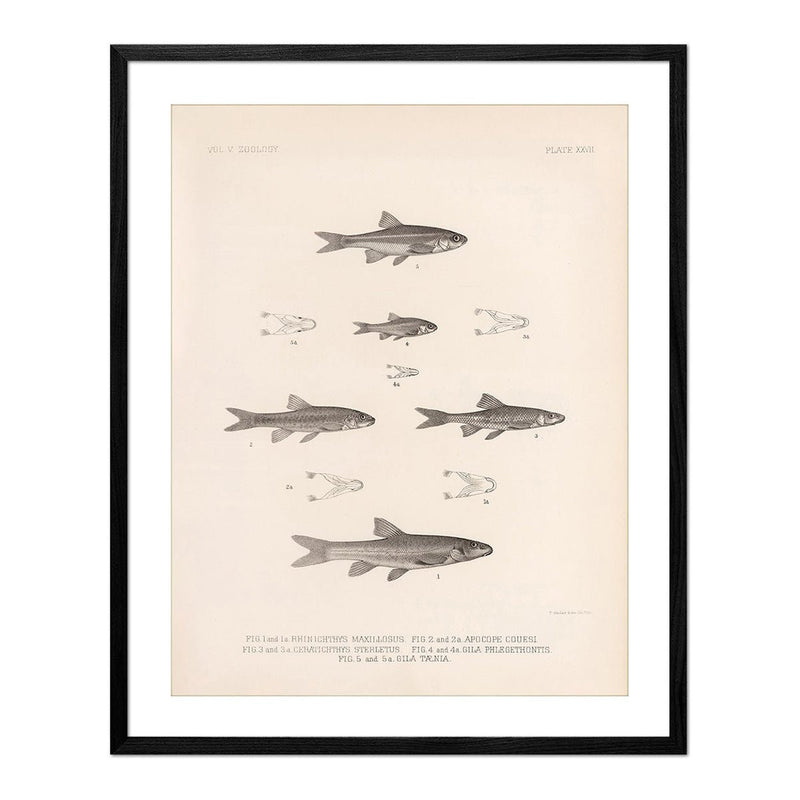 Daces and Chubs Art Print - Muir Way - Animals