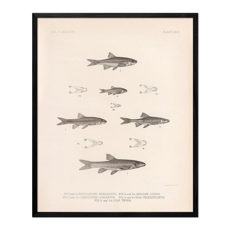 Daces and Chubs Art Print - Muir Way - Animals
