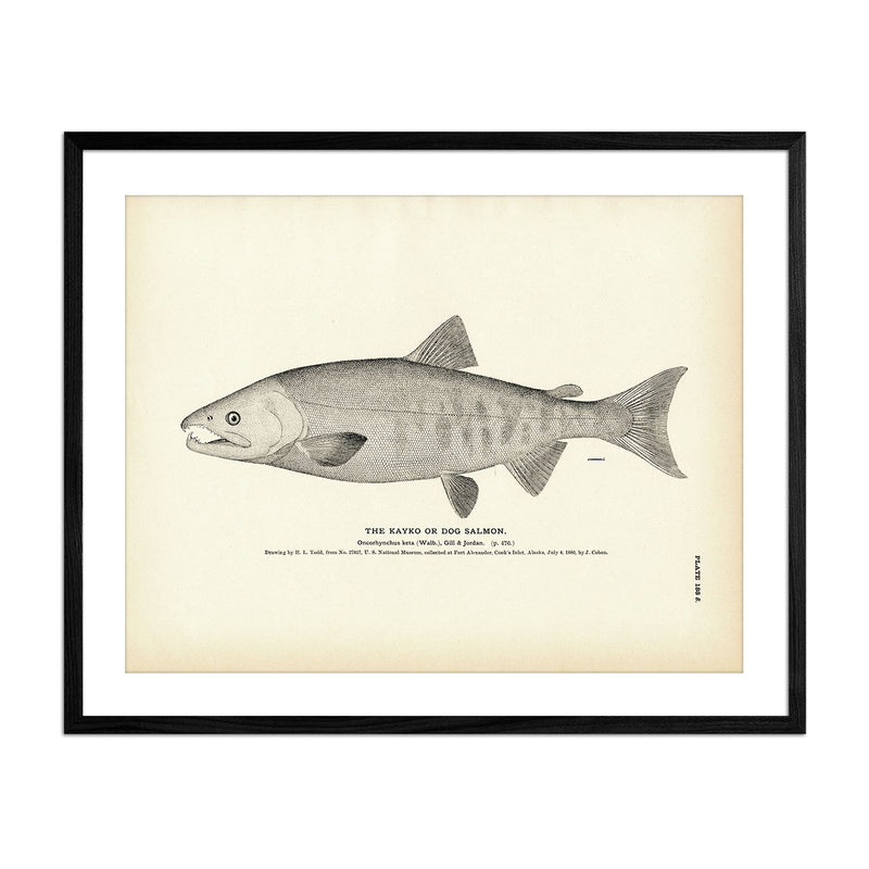 Kayko (Dog Salmon) Art Print - Muir Way - Fisheries