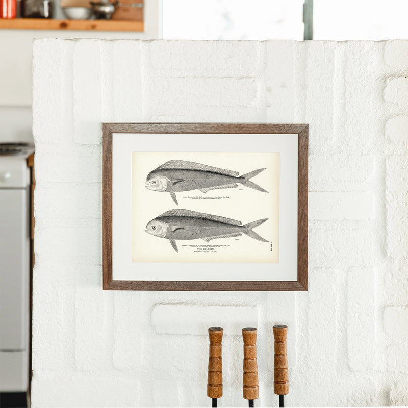 Dolphin Art Print - Muir Way - Fisheries