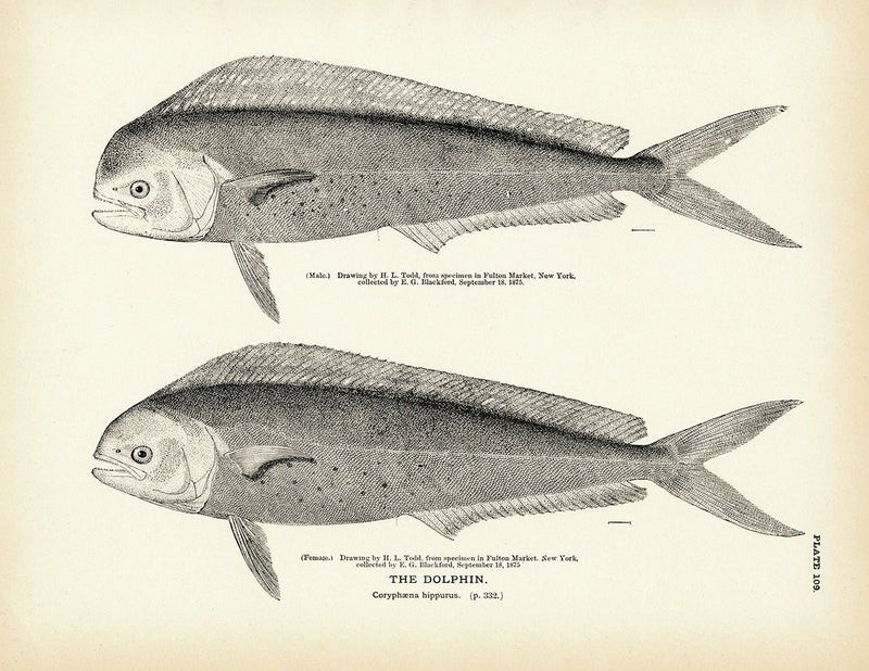 Dolphin Art Print - Muir Way - Fisheries