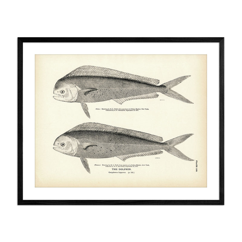 Dolphin Art Print - Muir Way - Fisheries