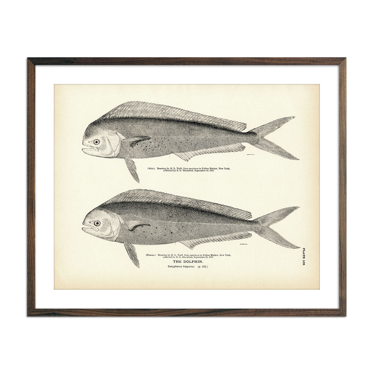 Vintage Dolphin fish print